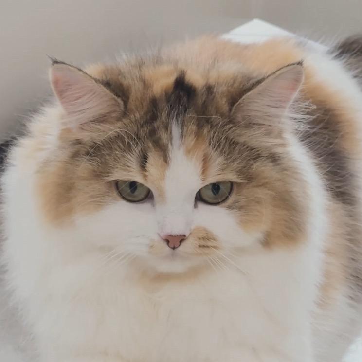 三只猫