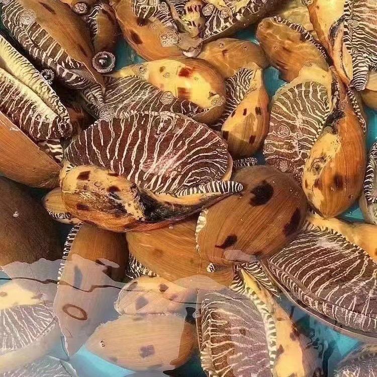 祥芝海源活鲜甄选