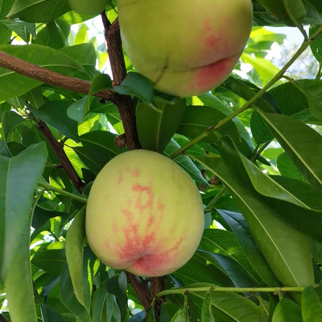 🎆（君无戏言）🎆