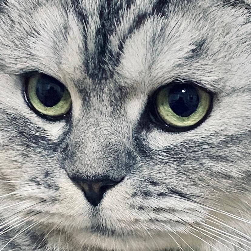 吃货猫福
