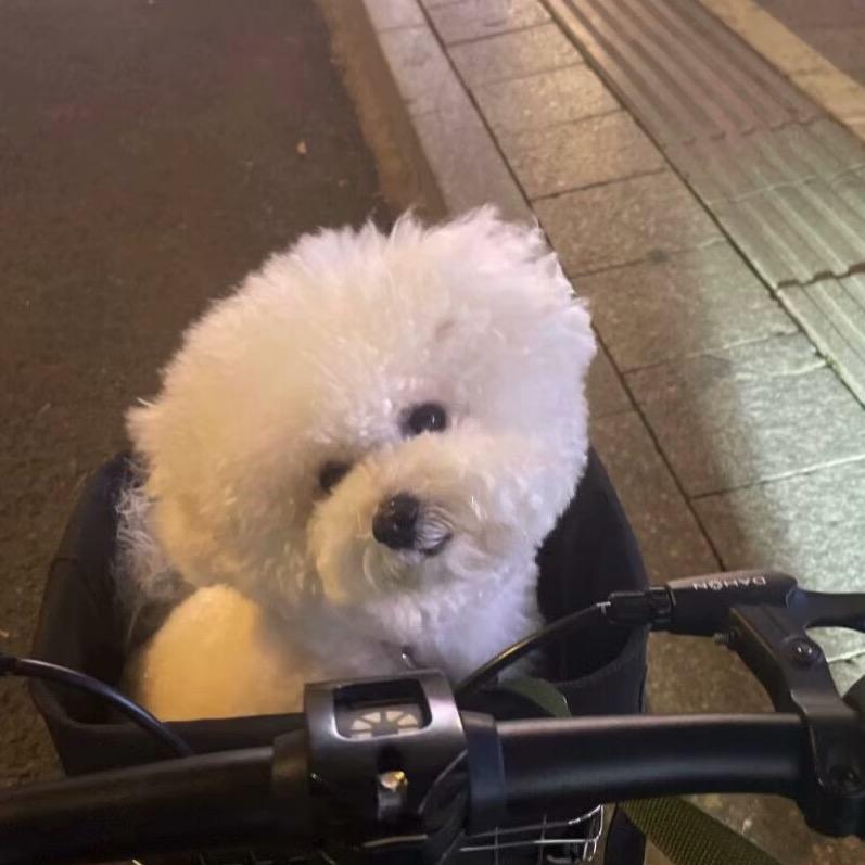 十一颗苹果