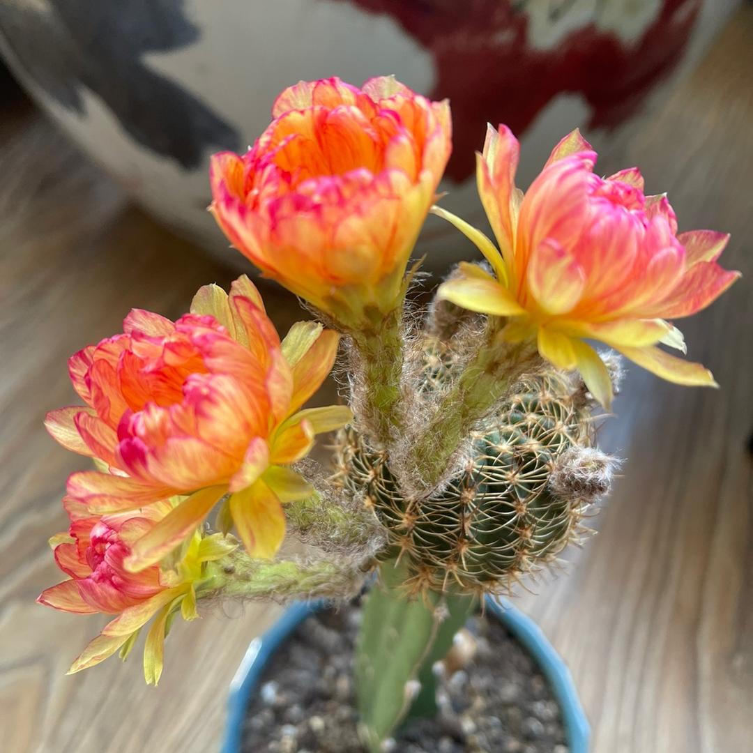 晓君好物