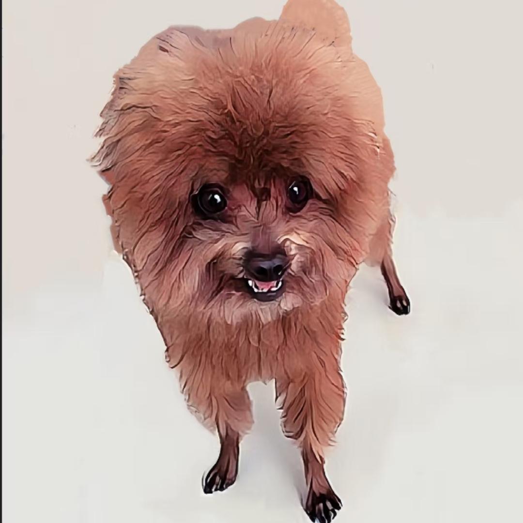 王子的零食小铺