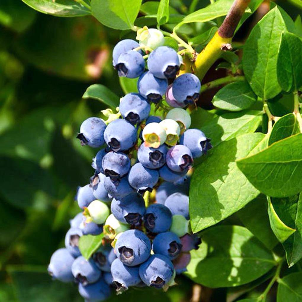 武汉睿汇创林木种子营业部（个人独资）企业店