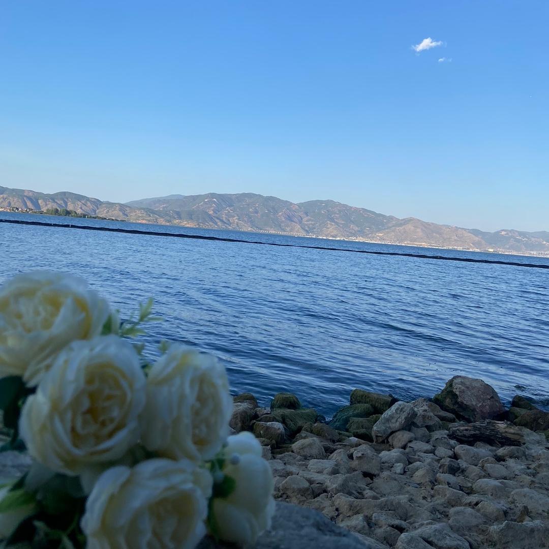 知晓的答案日历📅