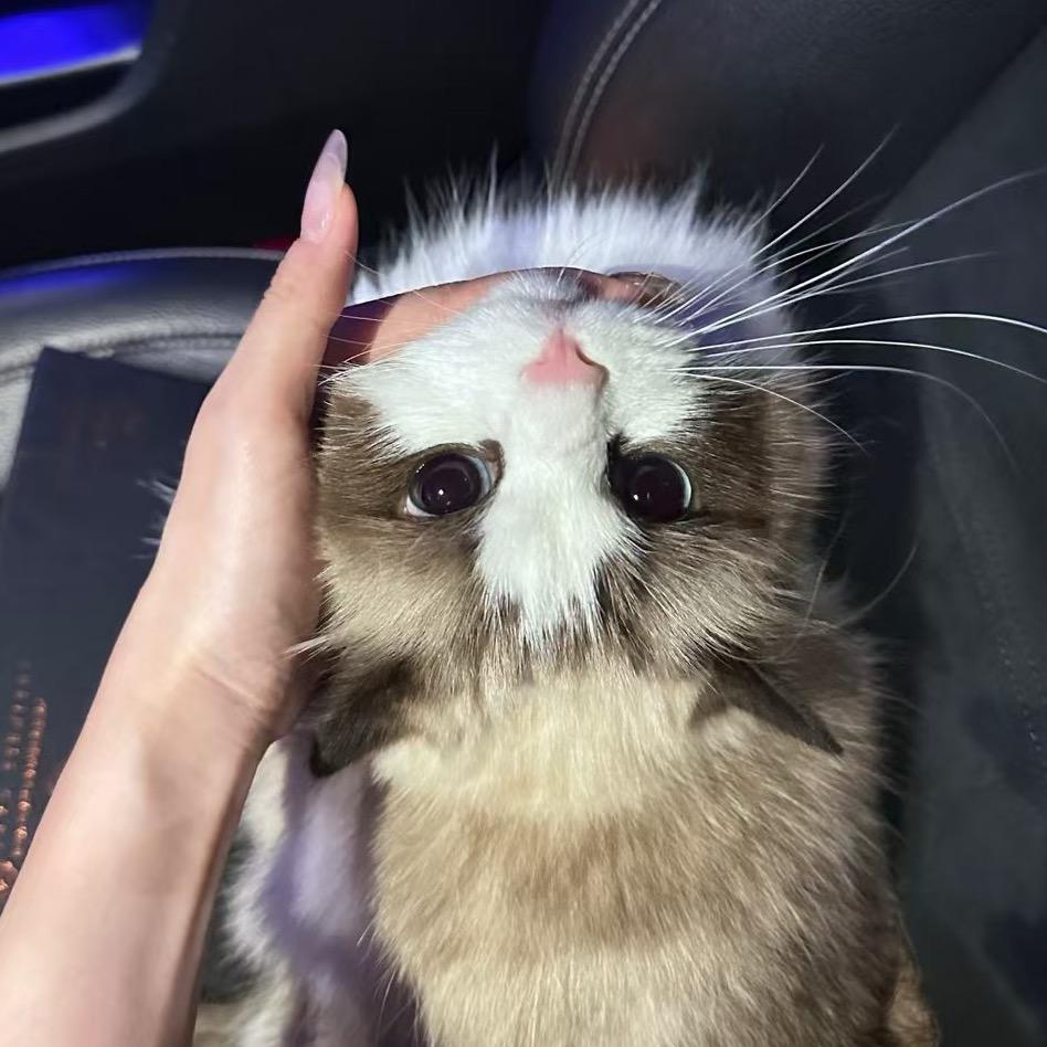 西瓜妹妹🐱