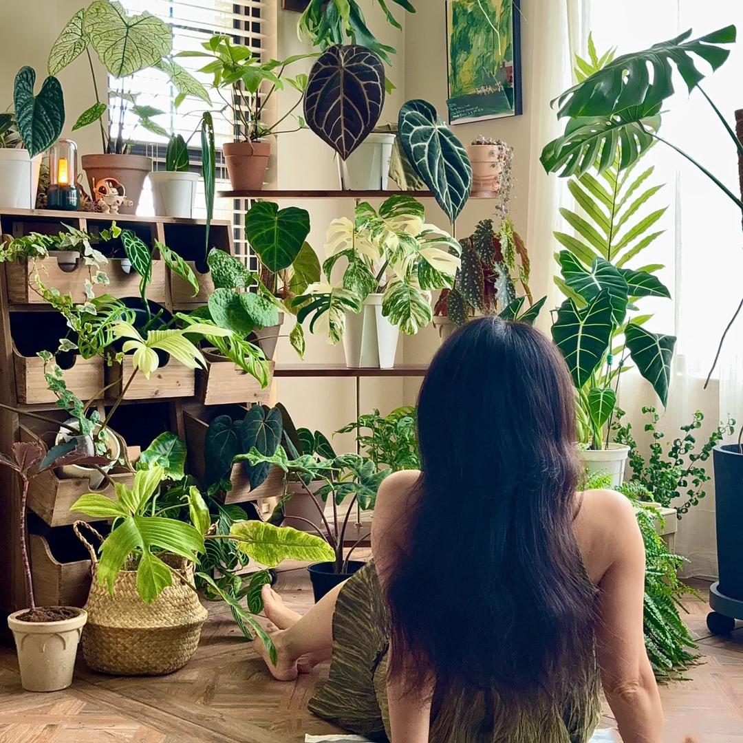 森蔓绿植基地