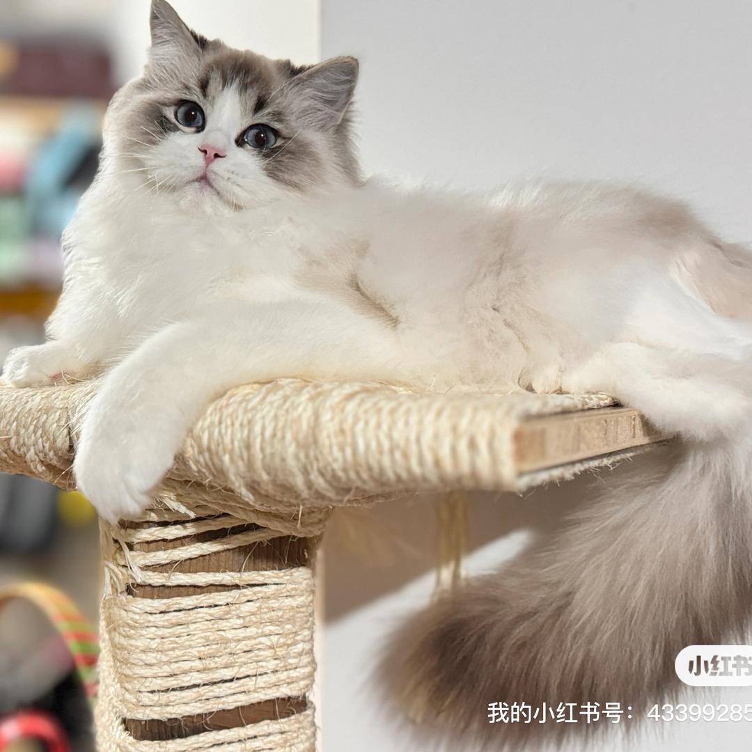 布偶屋