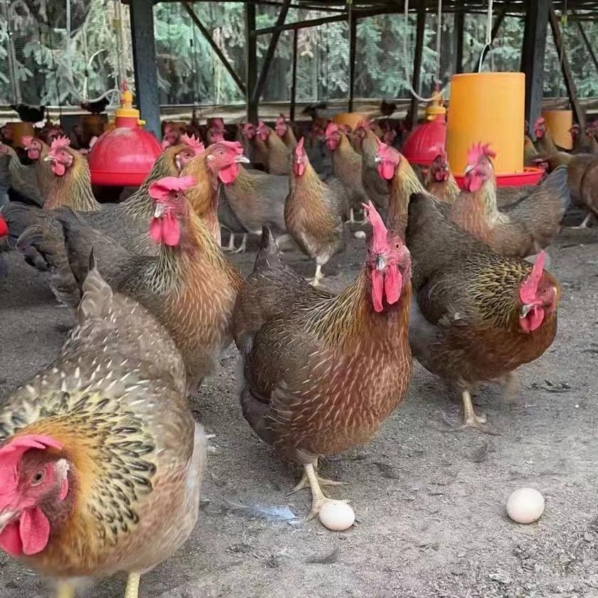 乡村金竹园清远鸡