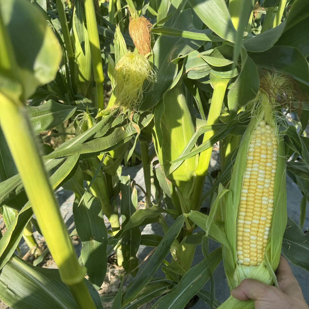 玉九香鲜粮企业店