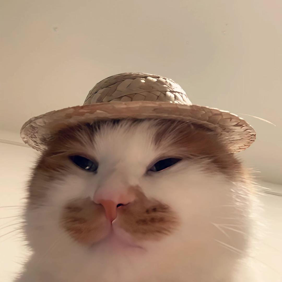 狸 猫