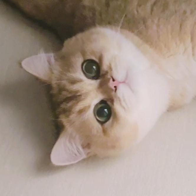 赵钢炮dududu