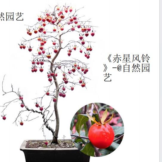 自然园艺老鸦柿