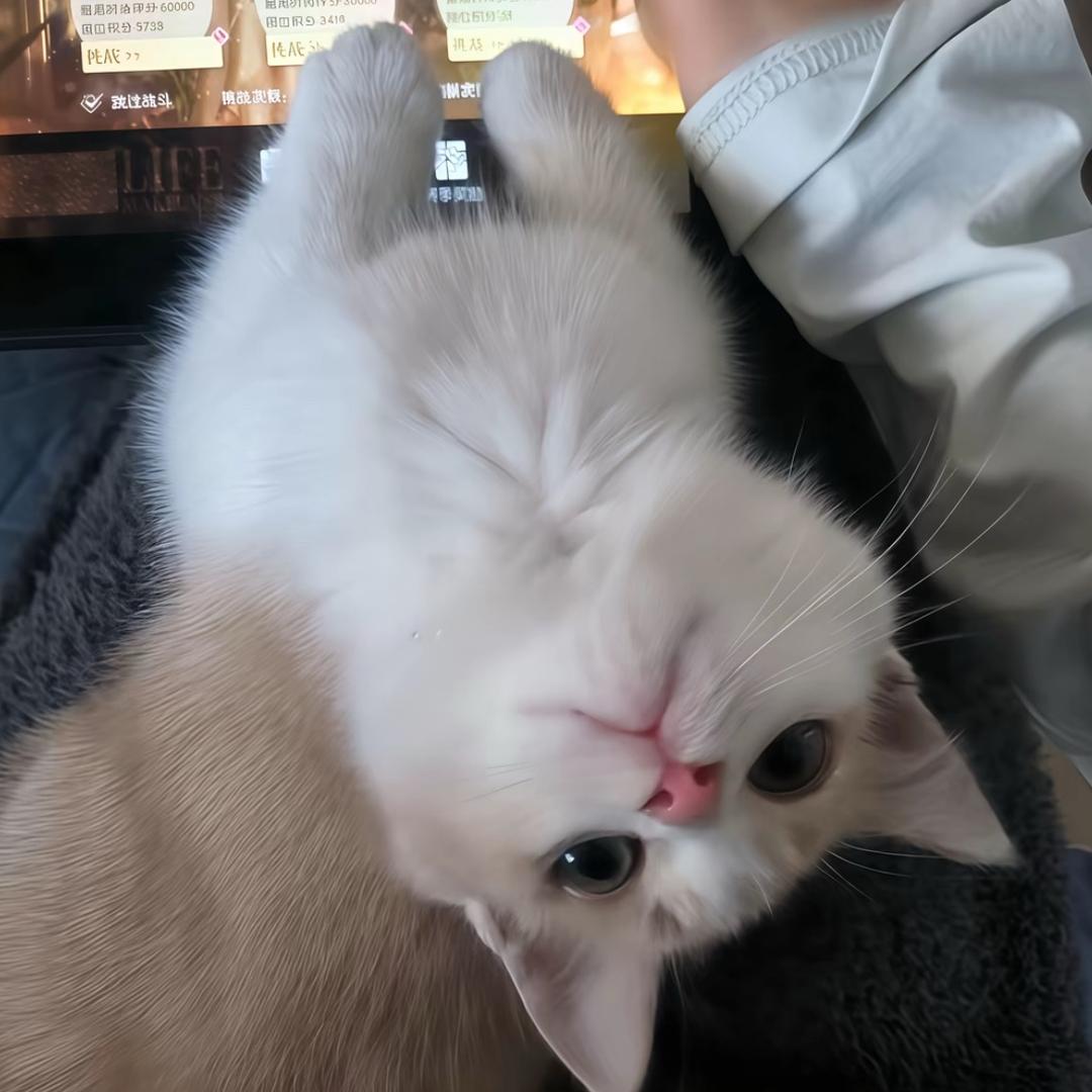 ㅤㅤㅤㅤㅤ￰单