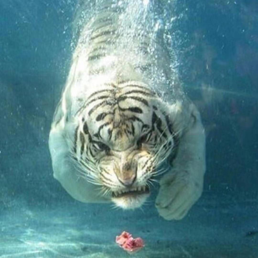 泰.