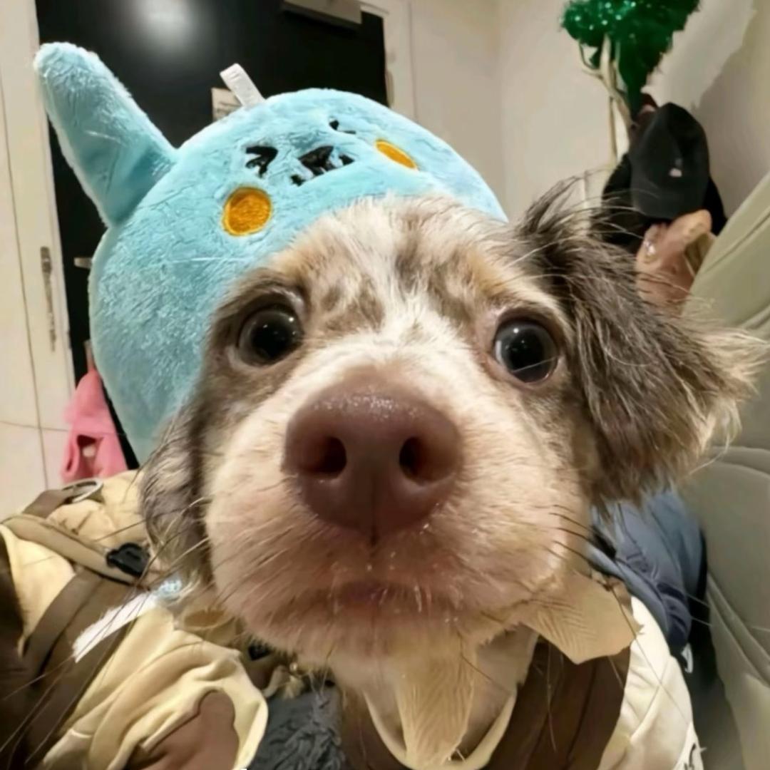 痴情 ❄️