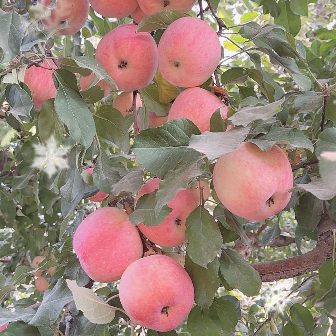 新疆春耕农产品供应链