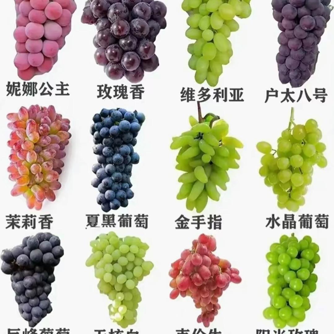 瑰季速索果树苗木专卖店