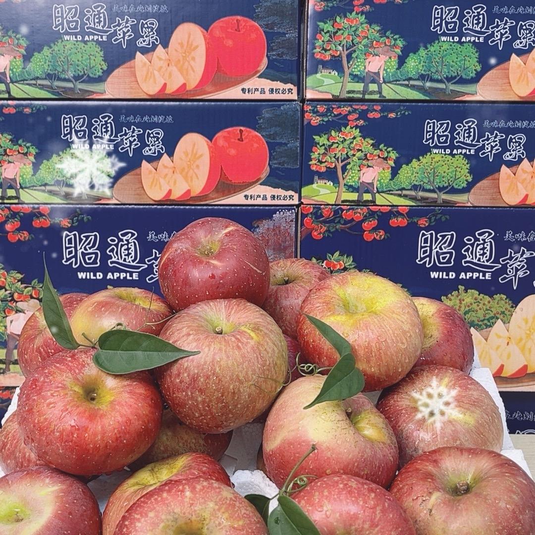 云南昭通苹果果园直发