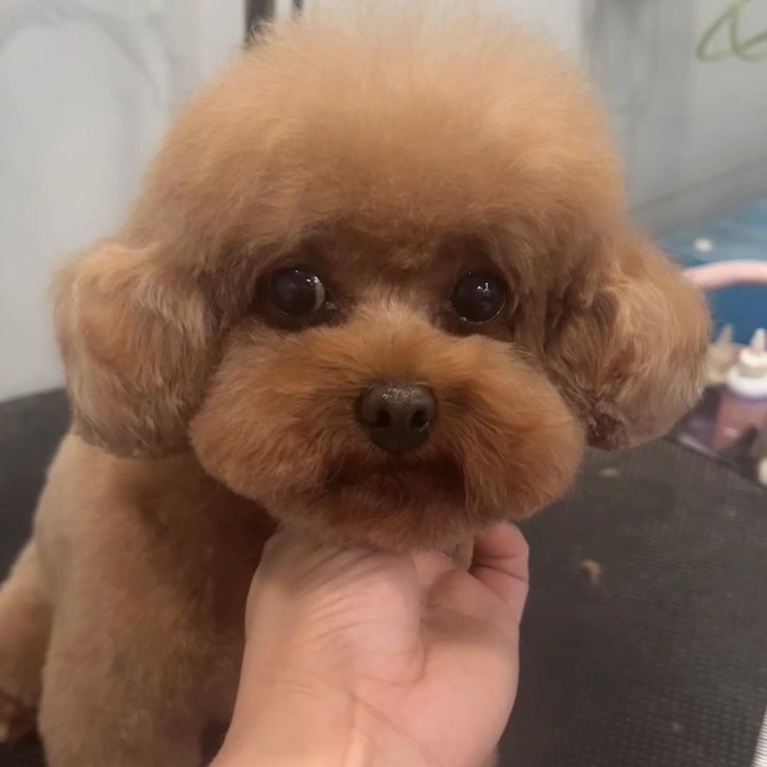 顽皮宠物（小菊子）