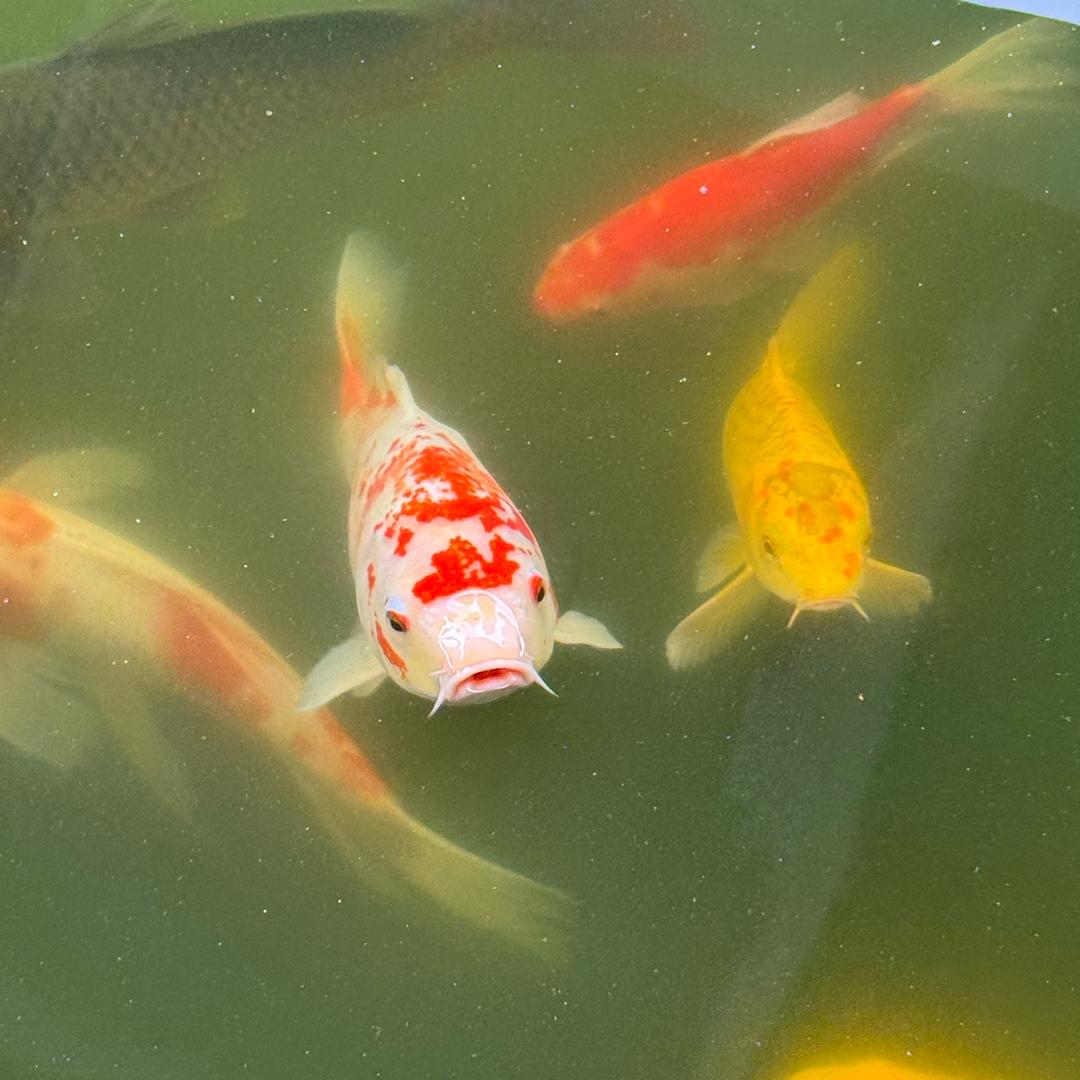 童年老家