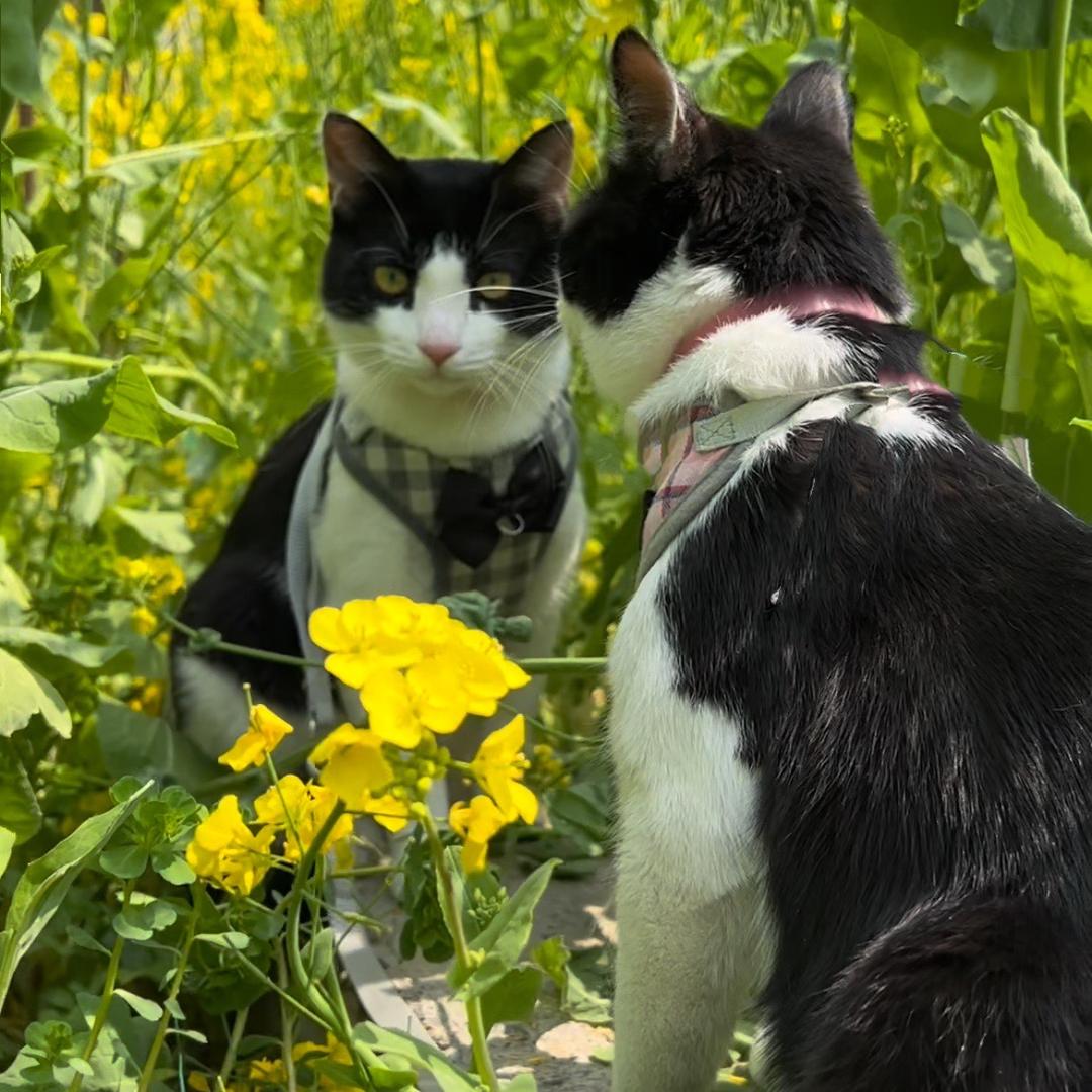 豆沙包是两只喵@抖音