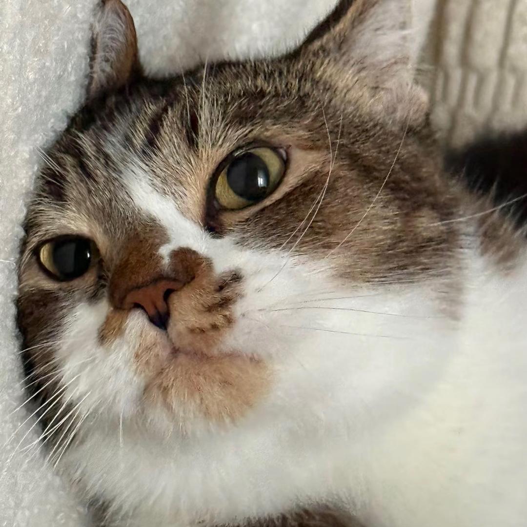 爱吃同类的卤蛋