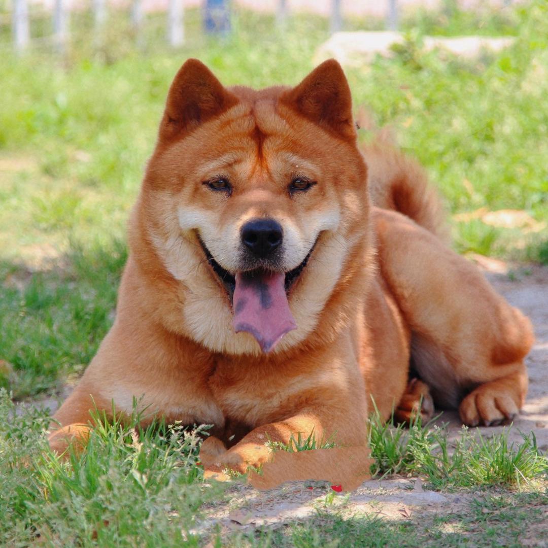 言东国犬