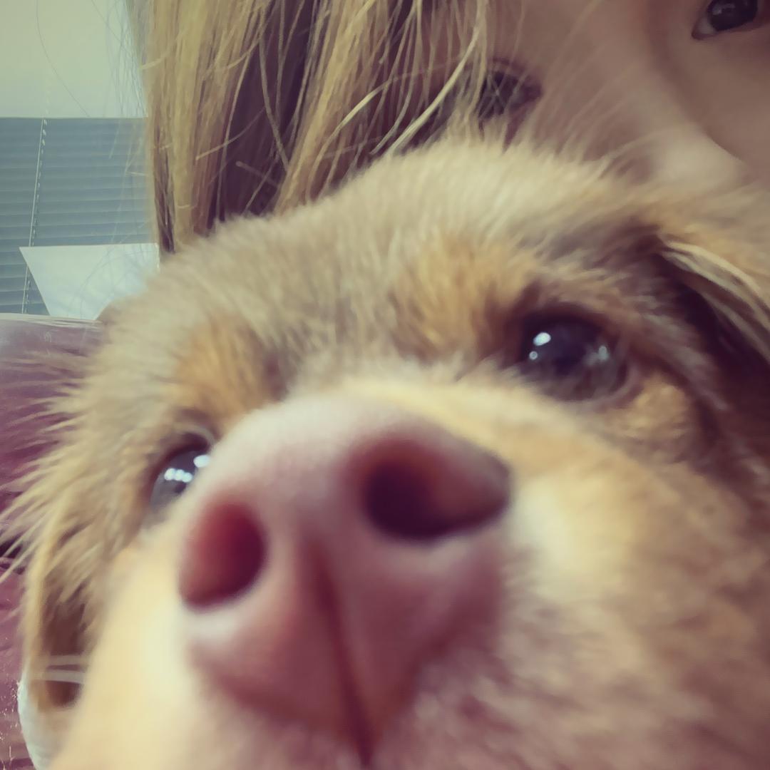 Lulu大王🐾