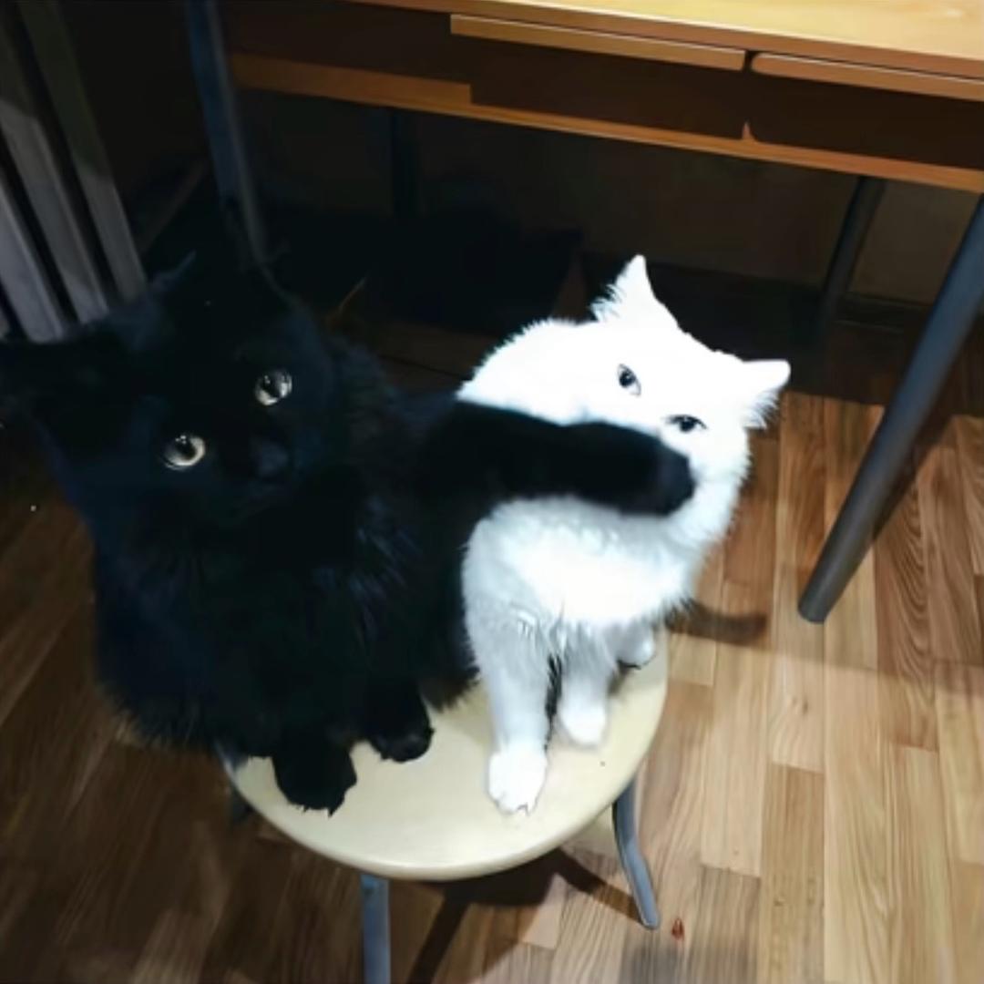 佳简橙