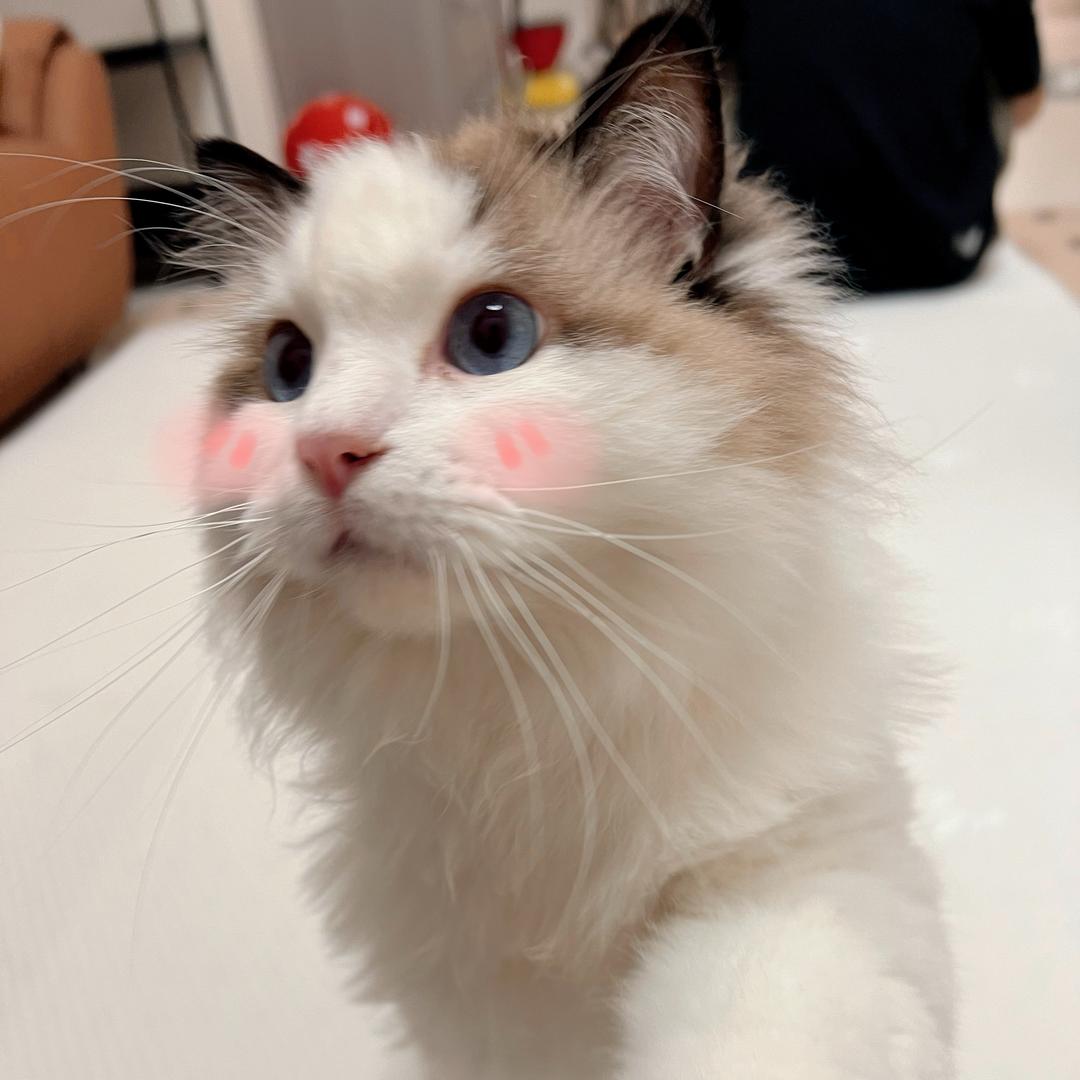 小崔才三岁