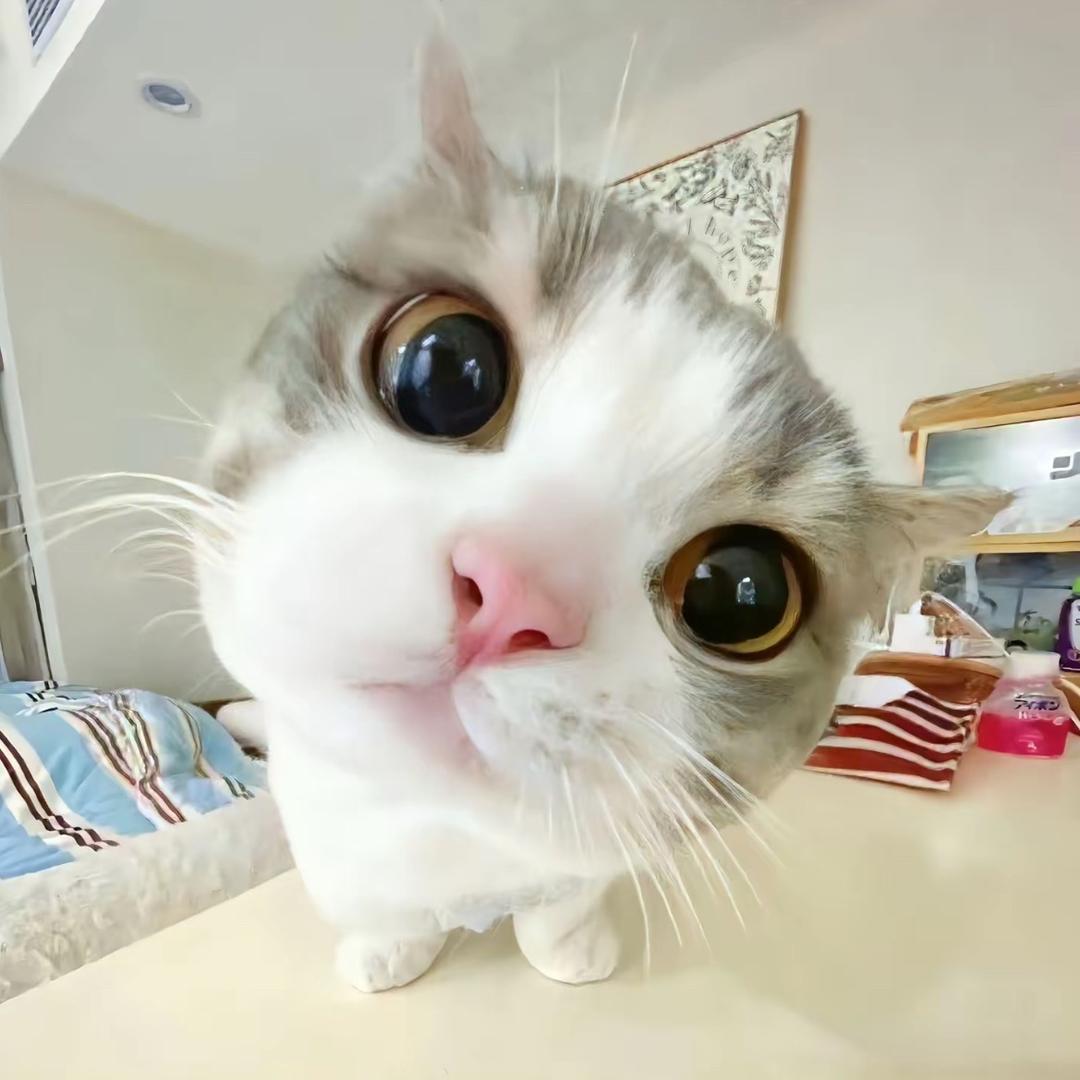痒痒羊🐑