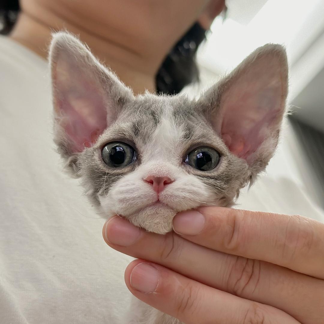 Abacus xx德文卷毛猫