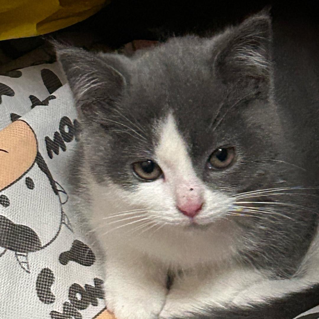 久奈（不爱吃香菜）