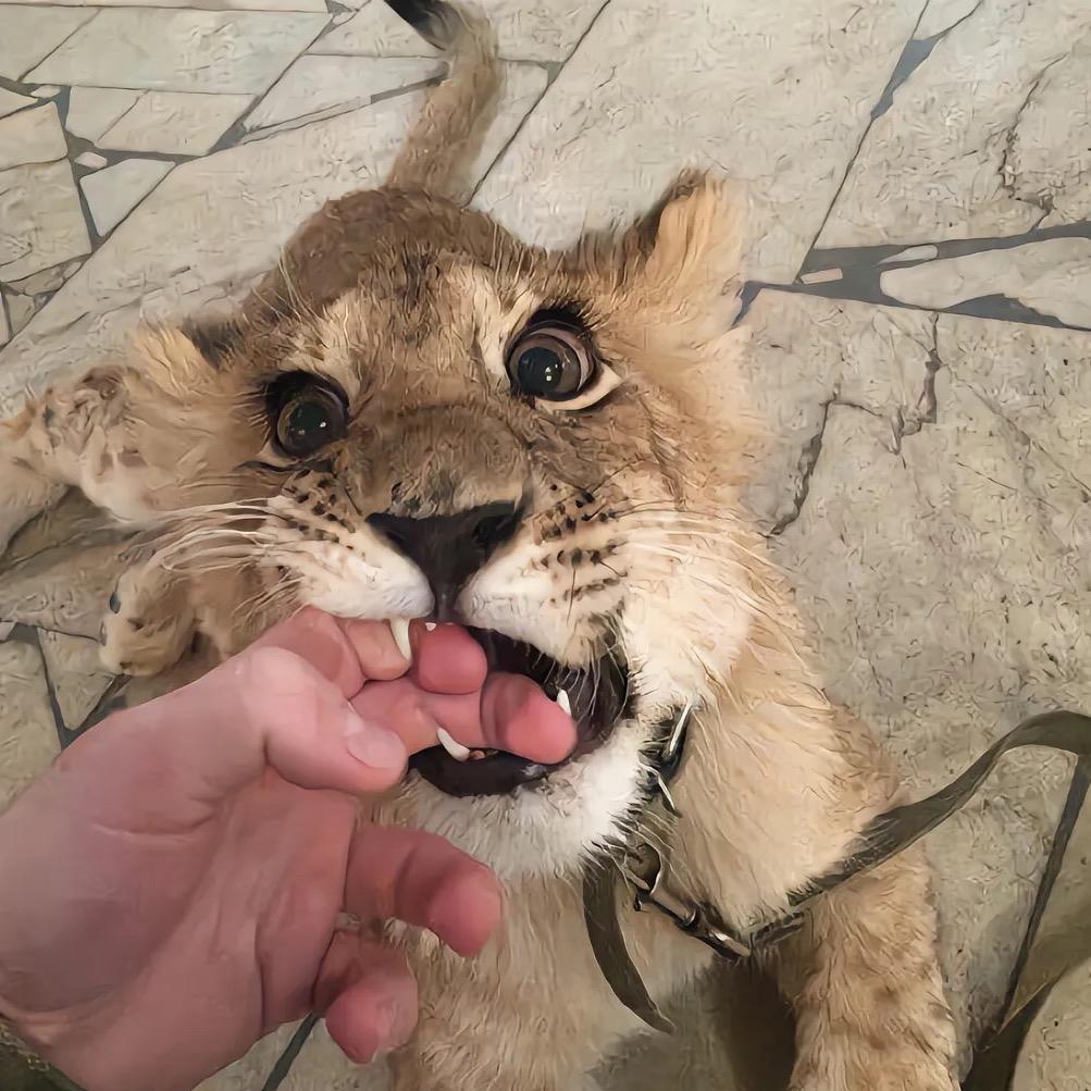 张兆正