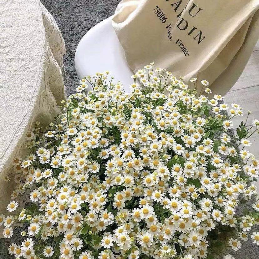 森林味的曲奇🍪