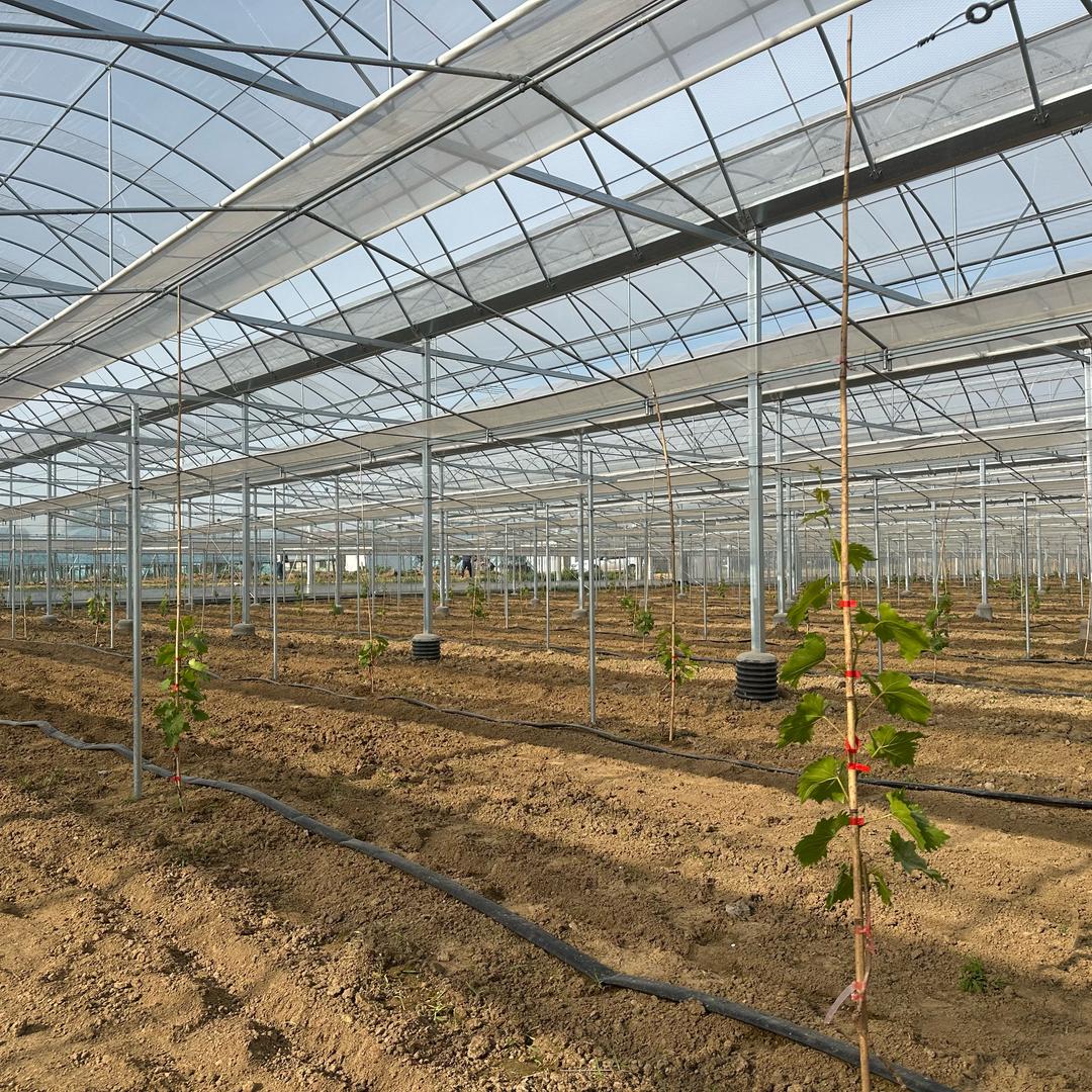 种葡萄的小书记