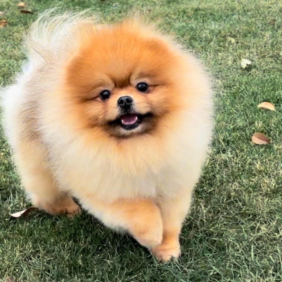 CKU雅鑫犬舍博美犬