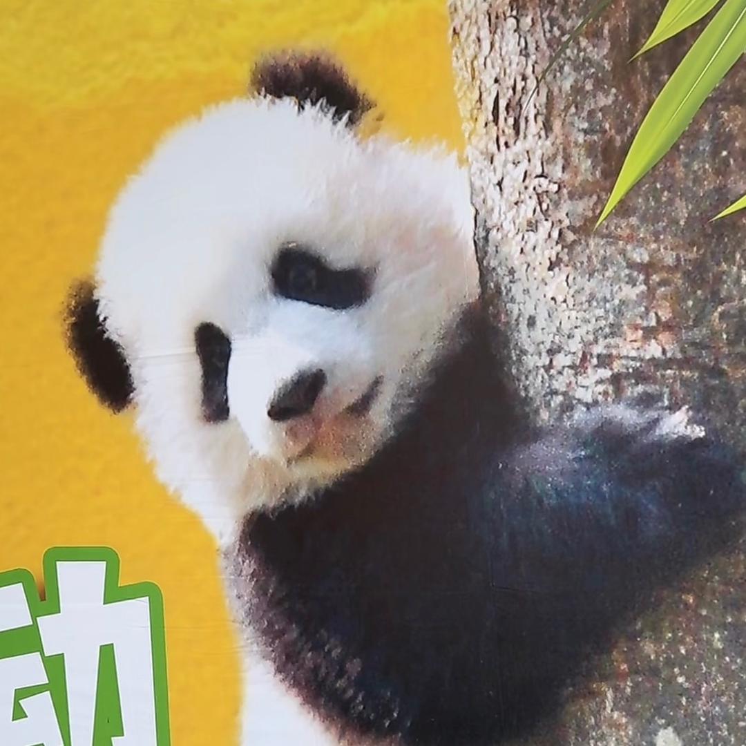 巧克力🐼🌸