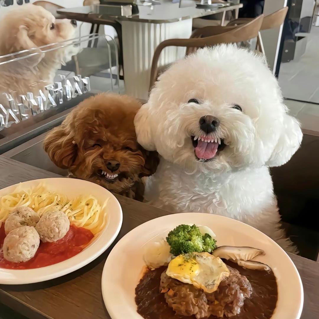 好想养只小狗
