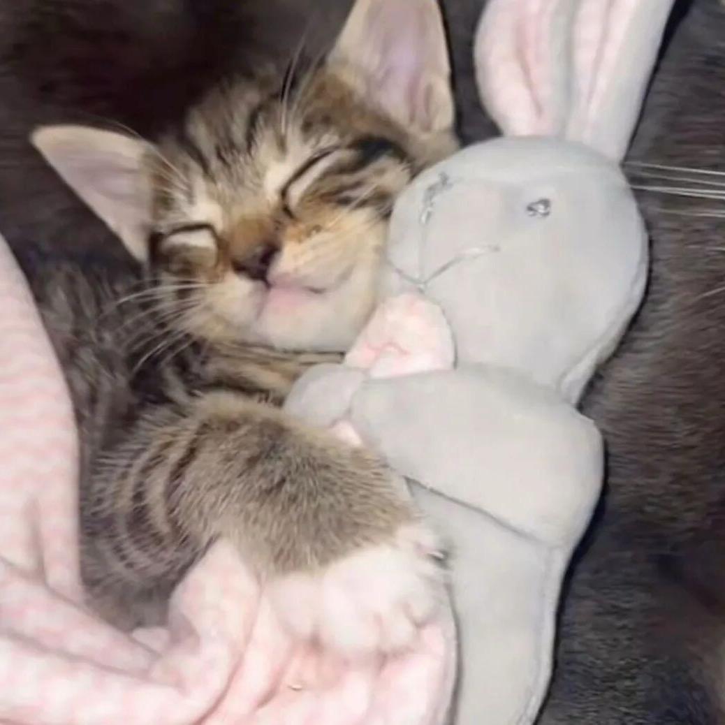 💤呼呼