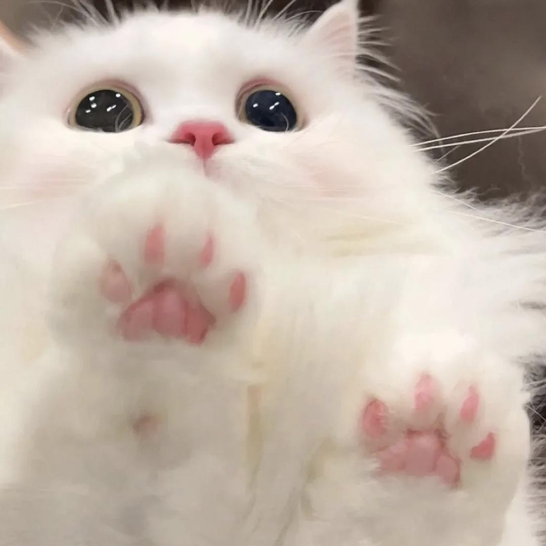 恩恩nn