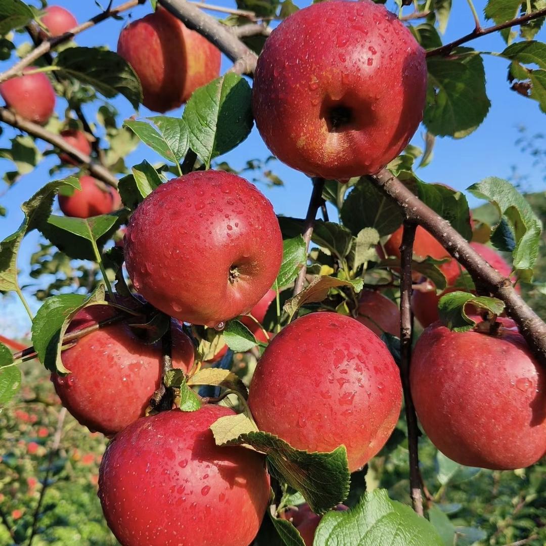 好食鲜果乐园高端水果