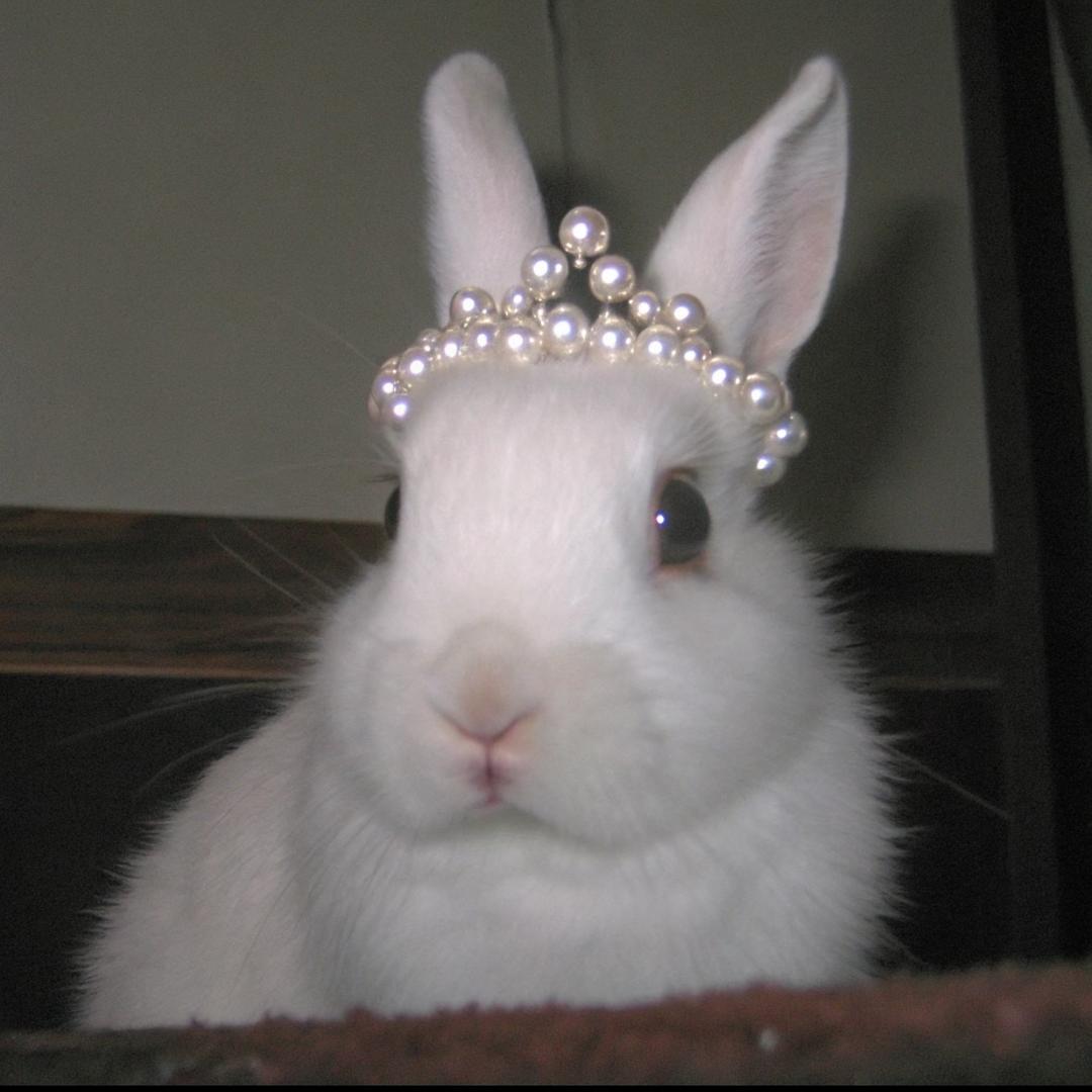 🐰_