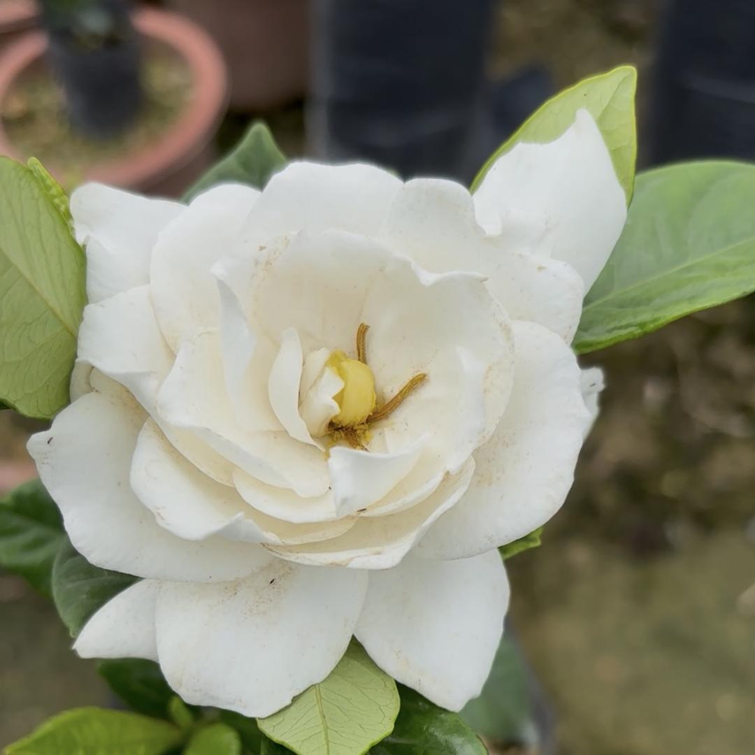 小胖妹园艺店铺青青