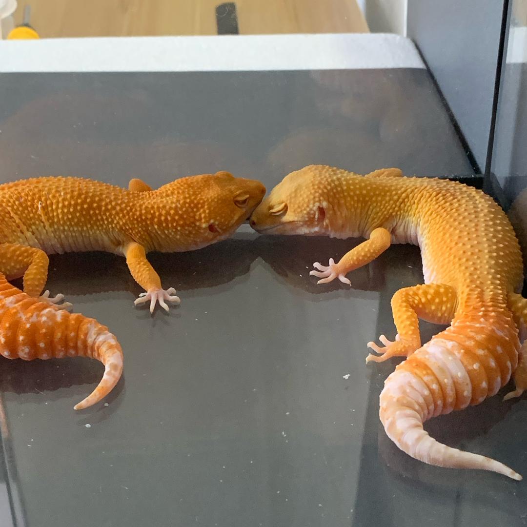豹纹守宫