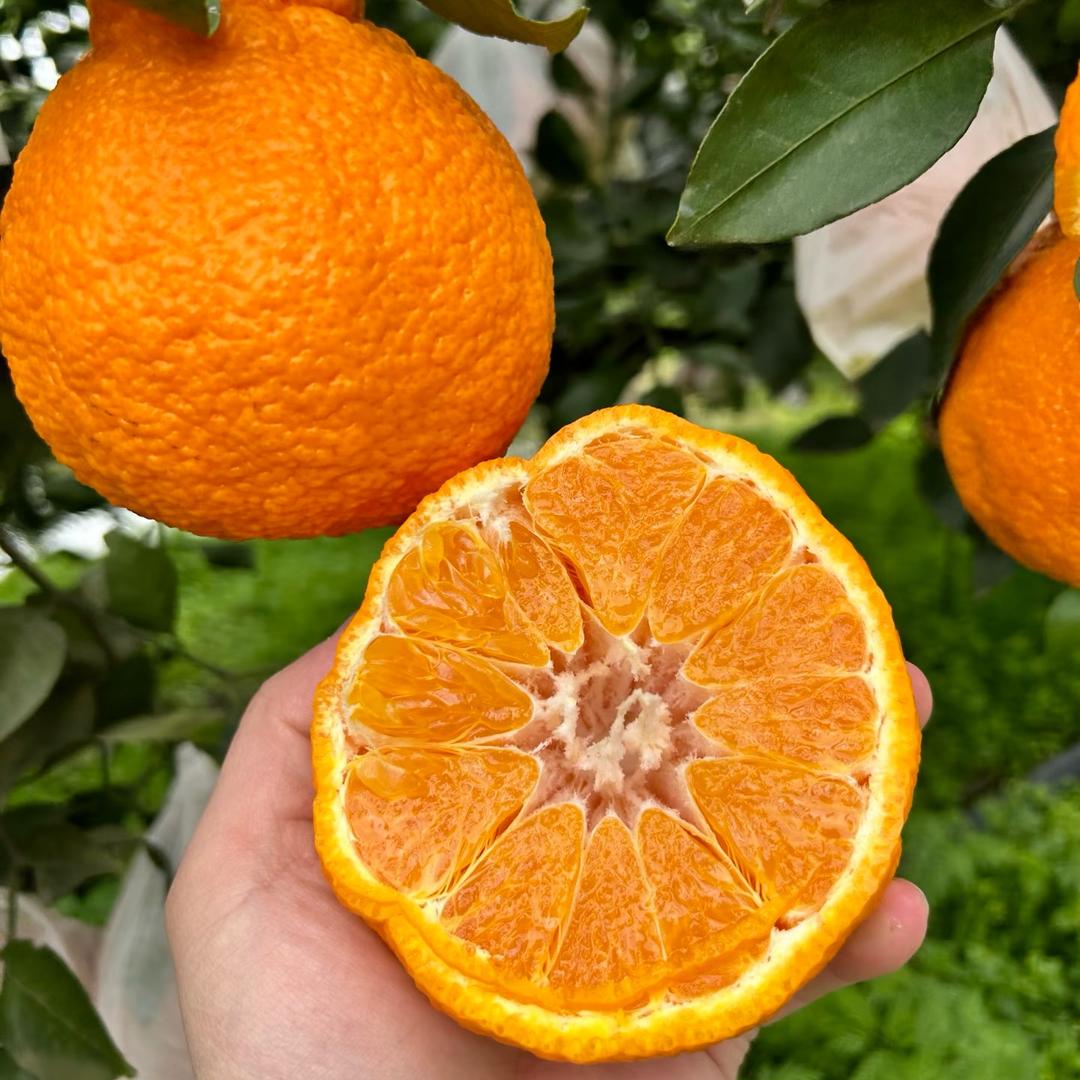 二姑家的鲜果园🍊