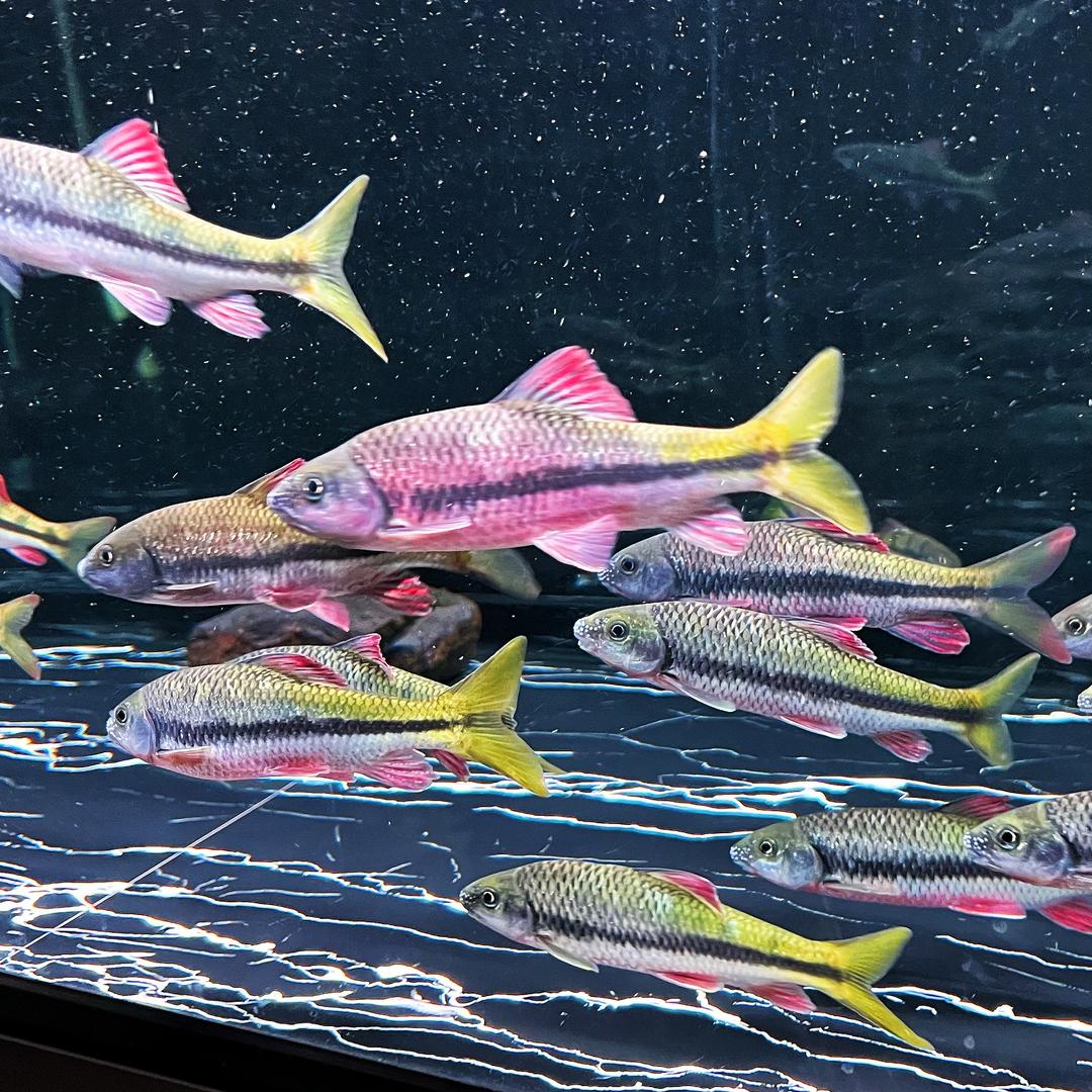景哥溪流原生鱼A