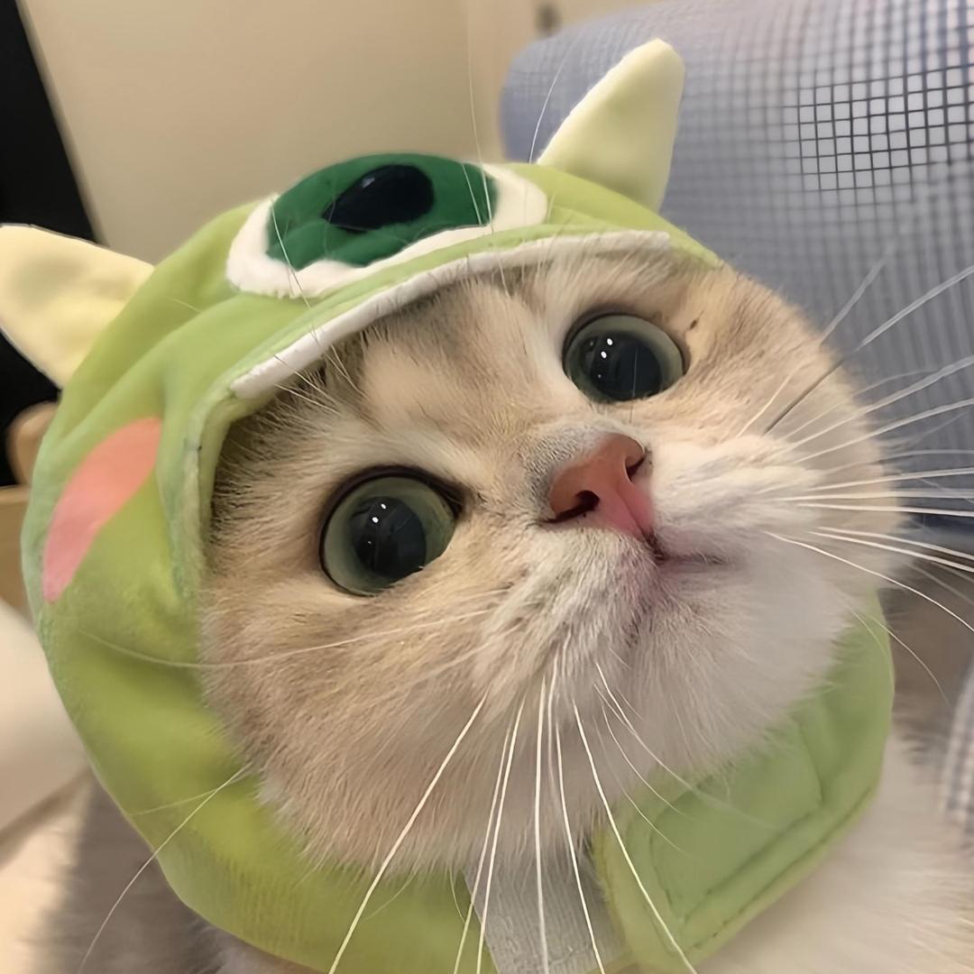 是你的猫吗📷