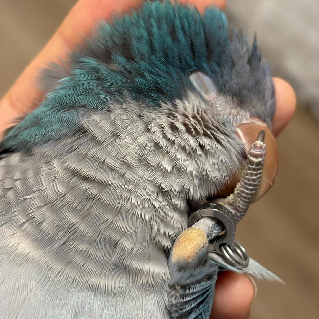小蓝